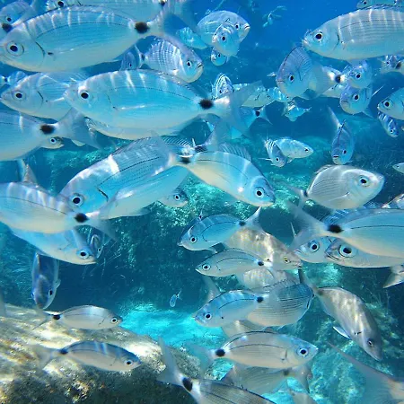 شقة فندقية La Chimera فيلاّسيمِيوس